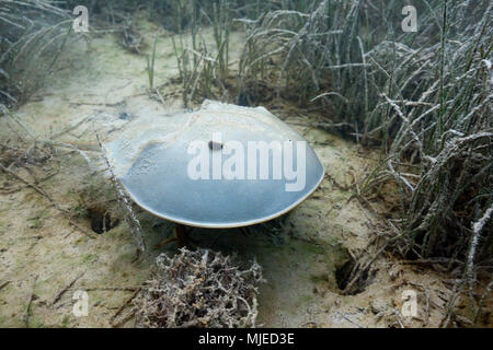 Limule dans les Mangroves, Limulus polyphemus, Cancun, Yucatan, Mexique Banque D'Images