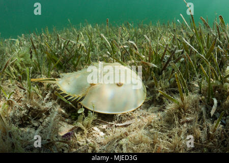 Limule dans les Mangroves, Limulus polyphemus, Cancun, Yucatan, Mexique Banque D'Images