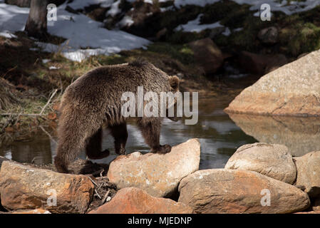 Fin de l'hiver l'ours brun (Ursus arctos), Pyrénées Banque D'Images