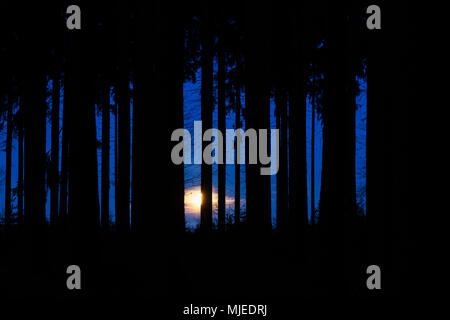 Forêt sinistre à l'aube avec lune, Odenwald, Hesse, Allemagne Banque D'Images