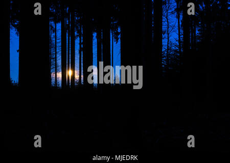Forêt sinistre à l'aube avec lune, Odenwald, Hesse, Allemagne Banque D'Images