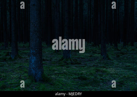 Forêt sinistre à l'aube, Odenwald, Hesse, Allemagne Banque D'Images