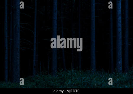 Forêt sinistre à l'aube, Odenwald, Hesse, Allemagne Banque D'Images