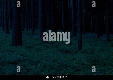 Forêt sinistre à l'aube, Odenwald, Hesse, Allemagne Banque D'Images