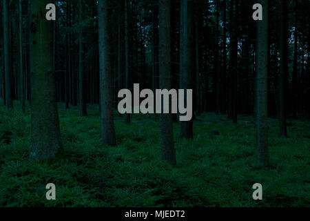 Forêt sinistre à l'aube, Odenwald, Hesse, Allemagne Banque D'Images