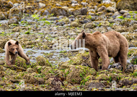 Maman avec un grizzli environ 4 mois de nourriture le long de la cub tideline à marée basse dans la région de Knight Inlet, en Colombie-Britannique, Canada. Banque D'Images
