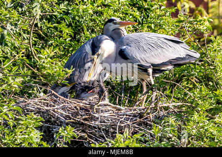 Northampton. Royaume-uni 5 mai 2018. Une paire de hérons cendrés. Ardea cinerea (Ardeidae) nichant sur Abington Park Lake qui élèvent des trois poussins. près de l'endroit où les gens marchent avec leurs chiens. Credit : Keith J Smith./Alamy Live News Banque D'Images