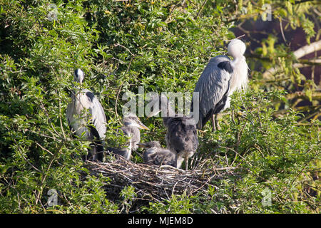 Northampton. Royaume-uni 5 mai 2018. Une paire de hérons cendrés. Ardea cinerea (Ardeidae) nichant sur Abington Park Lake qui élèvent des trois poussins. près de l'endroit où les gens marchent avec leurs chiens. Credit : Keith J Smith./Alamy Live News Banque D'Images