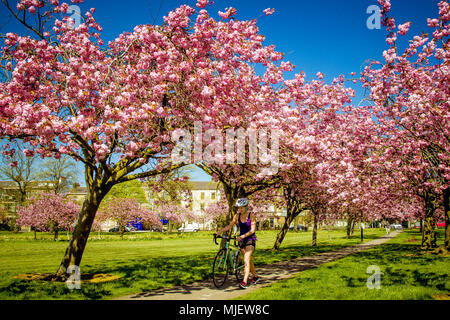News : Le Stray, Harrogate, North Yorkshire, Royaume-Uni. 05 mai 2018. Les cerisiers enfin émerger après la période de froid de la météo. C'est le premier jour qu'ils sont en pleine floraison sur le Stray sur une magnifique journée à Harrogate. Credit : Pris Light Photography Limited/Alamy Live News Banque D'Images