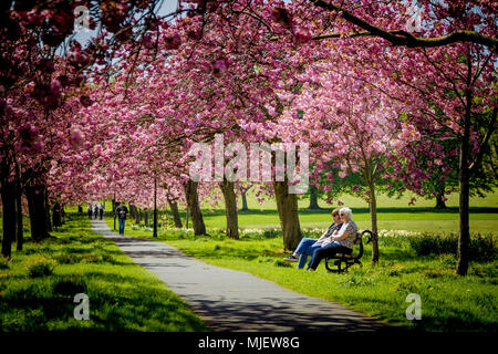 News : Le Stray, Harrogate, North Yorkshire, Royaume-Uni. 05 mai 2018. Les cerisiers enfin émerger après la période de froid de la météo. C'est le premier jour qu'ils sont en pleine floraison sur le Stray sur une magnifique journée à Harrogate. Credit : Pris Light Photography Limited/Alamy Live News Banque D'Images