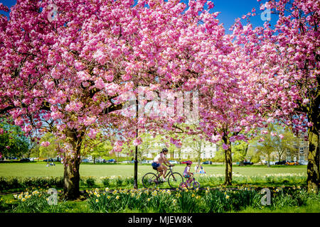 News : Le Stray, Harrogate, North Yorkshire, Royaume-Uni. 05 mai 2018. Les cerisiers enfin émerger après la période de froid de la météo. C'est le premier jour qu'ils sont en pleine floraison sur le Stray sur une magnifique journée à Harrogate. Credit : Pris Light Photography Limited/Alamy Live News Banque D'Images