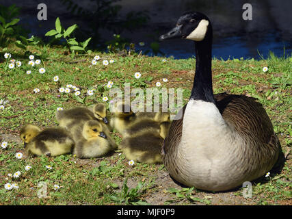 04 mai 2018, l'Allemagne, l'Moenchengladbach-Wickrath : une bernache du Canada (Branta canadensis) et de son jeune reste sur la pelouse à l'extérieur de Wickrath Château.- PAS DE SERVICE DE FIL - Photo : Horst Ossinger//dpa Banque D'Images