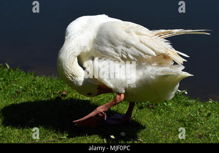 04 mai 2018, l'Allemagne, l'Moenchengladbach-Wickrath : une oie blanche, repose à côté d'un étang à l'extérieur de Wickrath Château.- PAS DE SERVICE DE FIL - Photo : Horst Ossinger//dpa Banque D'Images