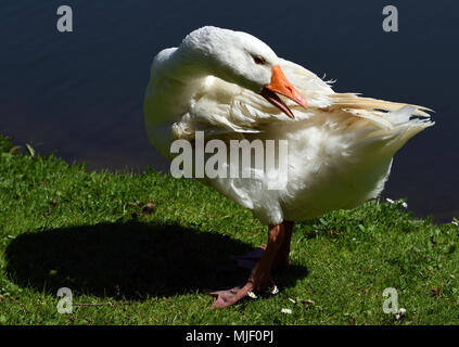 04 mai 2018, l'Allemagne, l'Moenchengladbach-Wickrath : une oie blanche, repose à côté d'un étang à l'extérieur de Wickrath Château.- PAS DE SERVICE DE FIL - Photo : Horst Ossinger//dpa Banque D'Images