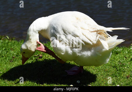 04 mai 2018, l'Allemagne, l'Moenchengladbach-Wickrath : une oie blanche, repose à côté d'un étang à l'extérieur de Wickrath Château.- PAS DE SERVICE DE FIL - Photo : Horst Ossinger//dpa Banque D'Images