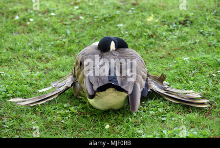 04 mai 2018, l'Allemagne, l'Moenchengladbach-Wickrath : une bernache du Canada (Branta canadensis) repose sur la pelouse à l'extérieur de Wickrath Château.- PAS DE SERVICE DE FIL - Photo : Horst Ossinger//dpa Banque D'Images