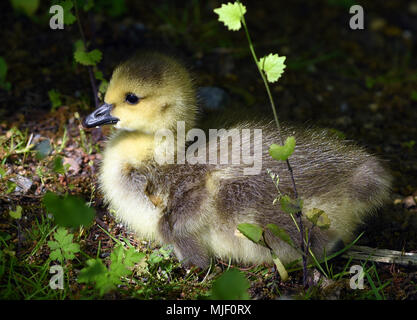 04 mai 2018, l'Allemagne, l'Moenchengladbach-Wickrath : un jeune bernache du Canada (Branta canadensis) repose dans un bassin extérieur de Wickrath Château.- PAS DE SERVICE DE FIL - Photo : Horst Ossinger//dpa Banque D'Images