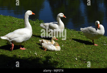 04 mai 2018, l'Allemagne, l'Moenchengladbach-Wickrath : oies blanches et leurs jeunes reste à côté d'un étang à l'extérieur de Wickrath Château.- PAS DE SERVICE DE FIL - Photo : Horst Ossinger//dpa Banque D'Images