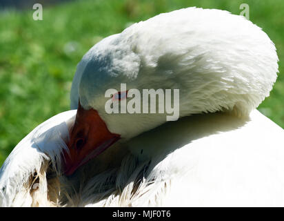 04 mai 2018, l'Allemagne, l'Moenchengladbach-Wickrath : une oie blanche, repose à côté d'un étang à l'extérieur de Wickrath Château.- PAS DE SERVICE DE FIL - Photo : Horst Ossinger//dpa Banque D'Images