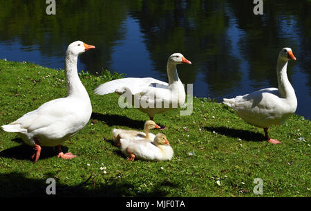 04 mai 2018, l'Allemagne, l'Moenchengladbach-Wickrath : oies blanches et leurs jeunes reste à côté d'un étang à l'extérieur de Wickrath Château.- PAS DE SERVICE DE FIL - Photo : Horst Ossinger//dpa Banque D'Images