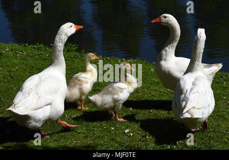 04 mai 2018, l'Allemagne, l'Moenchengladbach-Wickrath : oies blanches et leurs jeunes reste à côté d'un étang à l'extérieur de Wickrath Château.- PAS DE SERVICE DE FIL - Photo : Horst Ossinger//dpa Banque D'Images