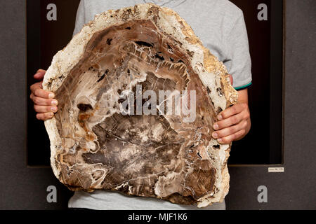 04 mai 2018, l'Allemagne, Gera : Frank Hrouda, éducateur au Musée des sciences naturelles est titulaire d'une section d'un 291 millions d'années de prêle tronc d'arbre. Le fossile a été trouvé en spectaculaire Chemnitz et va maintenant être exposée à Gera dans une exposition sur les "histoires de réussite de l'évolution". Photo : Christoph Soeder/dpa Banque D'Images