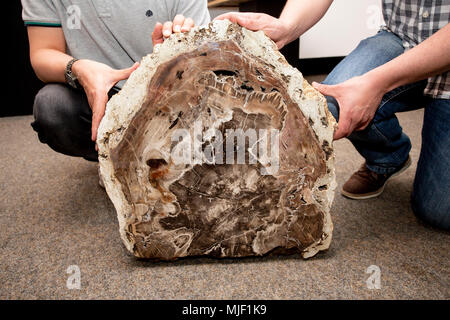 04 mai 2018, l'Allemagne, Gera : une section d'un 291 millions d'années de prêle tronc de l'arbre a été trouvé à Chemnitz et est aujourd'hui exposé dans le musée de Sciences Naturelles de Guéra dans une exposition sur les "histoires de réussite de l'évolution". Photo : Christoph Soeder/dpa Banque D'Images