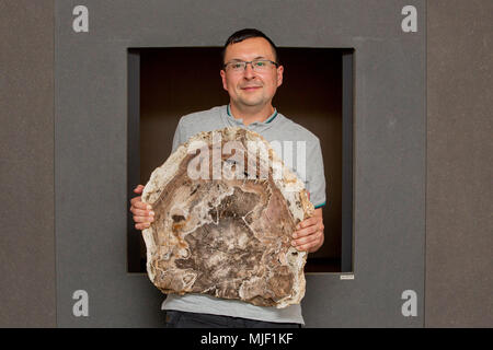 04 mai 2018, l'Allemagne, Gera : Frank Hrouda, éducateur au Musée des sciences naturelles est titulaire d'une section d'un 291 millions d'années de prêle tronc d'arbre. Le fossile a été trouvé en spectaculaire Chemnitz et va maintenant être exposée à Gera dans une exposition sur les "histoires de réussite de l'évolution". Photo : Christoph Soeder/dpa Banque D'Images