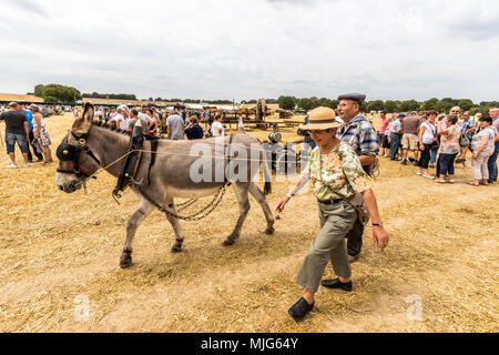 La fête de la Moisson Saint-calais Sarthe France fête agricole dans laquelle les agriculteurs montrent leur passé et présent mode de vie agricole. Banque D'Images