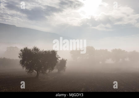 Oliviers au milieu du brouillard à l'aube Banque D'Images