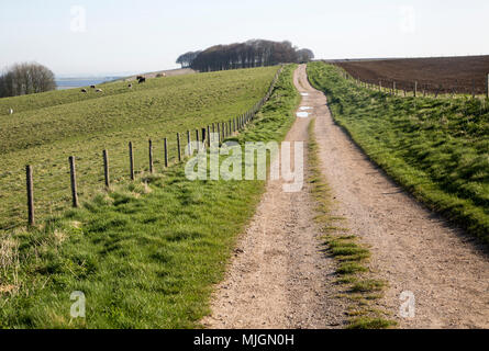 Sentier de grande Ridgeway à l'est sur l'Hackpen Hill, Wiltshire, England, UK Banque D'Images