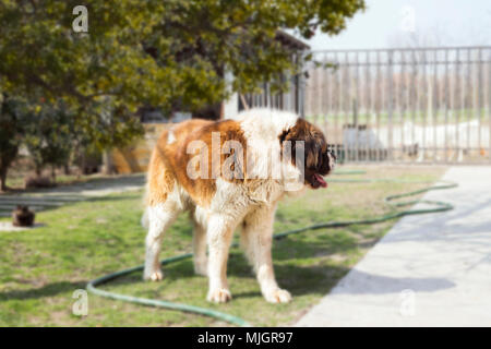 Saint Bernard Chien sur pelouse dans l'arrière-cour Banque D'Images