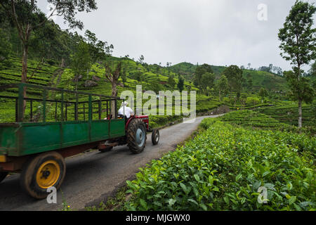 Haputale, Sri Lanka - le 18 avril 2018 : farmer driving vieux tracteur dans la plantation de thé Banque D'Images
