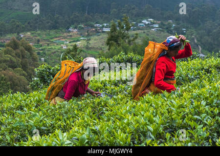 Haputale, Sri Lanka - le 18 avril 2018 : femme locale recueillir les feuilles de thé pour la fabrication de boissons traditionnelles Banque D'Images