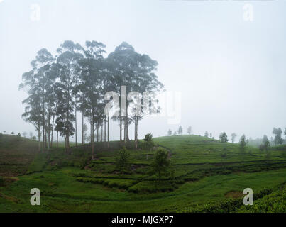 Belle vue sur la plantation de thé à Haputale Sri Lnaka. Le temps est brumeux et vous pouvez voir le brouillard entre les arbres Banque D'Images