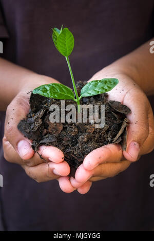 Hands holding young plant. Banque D'Images