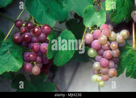 Grappes de raisins rouges (Vitis vinifera) mûrissant sur la vigne. Banque D'Images