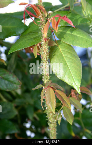 Pucerons sur Rose (Rosa) bush Banque D'Images