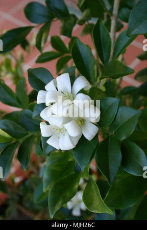 Murraya paniculata, connu sous le nom de Orange Jessamine est une croissance rapide. Banque D'Images