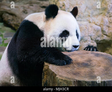 Ours panda géant close-up avec patte sur une souche d'arbre et griffes visibles Banque D'Images