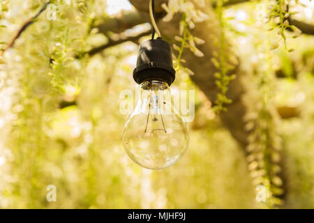 Belle photo d'une ampoule entourée de wisteria in soft focus. Banque D'Images