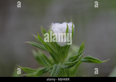 Cuckoo spit ou froghopper oeufs nom Latin spumarius sur phiaenus éleusine sauvage Galium aparine autre stickyweed sticybud : noms, collante, willow Banque D'Images