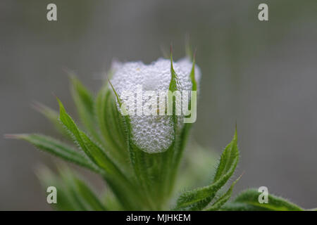 Cuckoo spit ou froghopper oeufs nom Latin spumarius sur phiaenus éleusine sauvage Galium aparine autre stickyweed sticybud : noms, collante, willow Banque D'Images