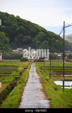 Petite route à travers les rizières dans la campagne japonaise Banque D'Images