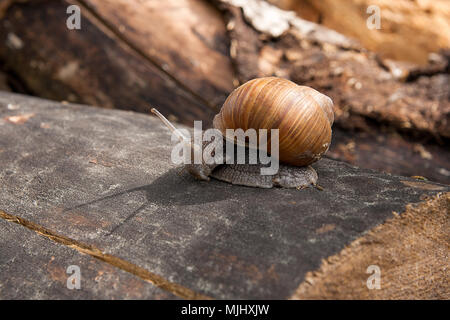 Escargot romain - Helix pomatia. Helix pomatia, noms communs le Romain, Bourgogne, escargots ou les escargots, est une espèce de grand, comestibles, qui respirent l'air l Banque D'Images