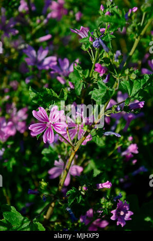 Close up Lavatera arborea Tree Mallow sauvages dans la campagne de Chypre Banque D'Images