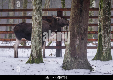 Wapiti dans animal Show réserver à Bialowieza village situé au milieu de la forêt de Bialowieza, Podlaskie Voivodeship de Pologne Banque D'Images