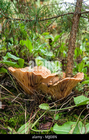 Lait Orange comestible Pac, ou faux safran Pac Lait champignon, Lactarius deterrimus, parmi les aiguilles et les petites plantes vertes par beau jour d'automne dans le bois. Banque D'Images