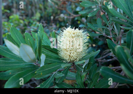 Connu sous le nom de Banksia integrifolia Banksia Côte est un arbre australien qui est commun dans les parcs et près des plages de la côte est de l'Australie. Banque D'Images