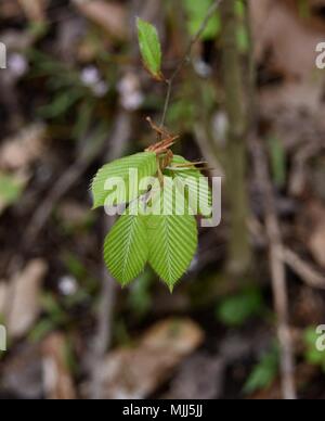 Détail de l'émergence de feuilles d'un hêtre d'Amérique arbre dans une forêt au printemps. Banque D'Images